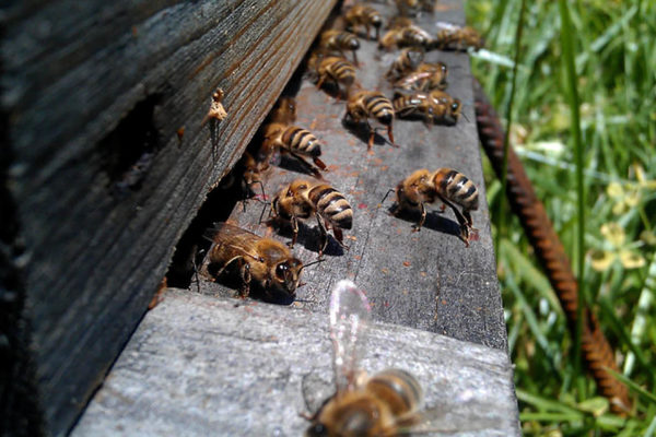 une ruche dans mon jardin-19