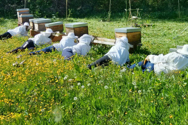 une ruche dans mon jardin-22