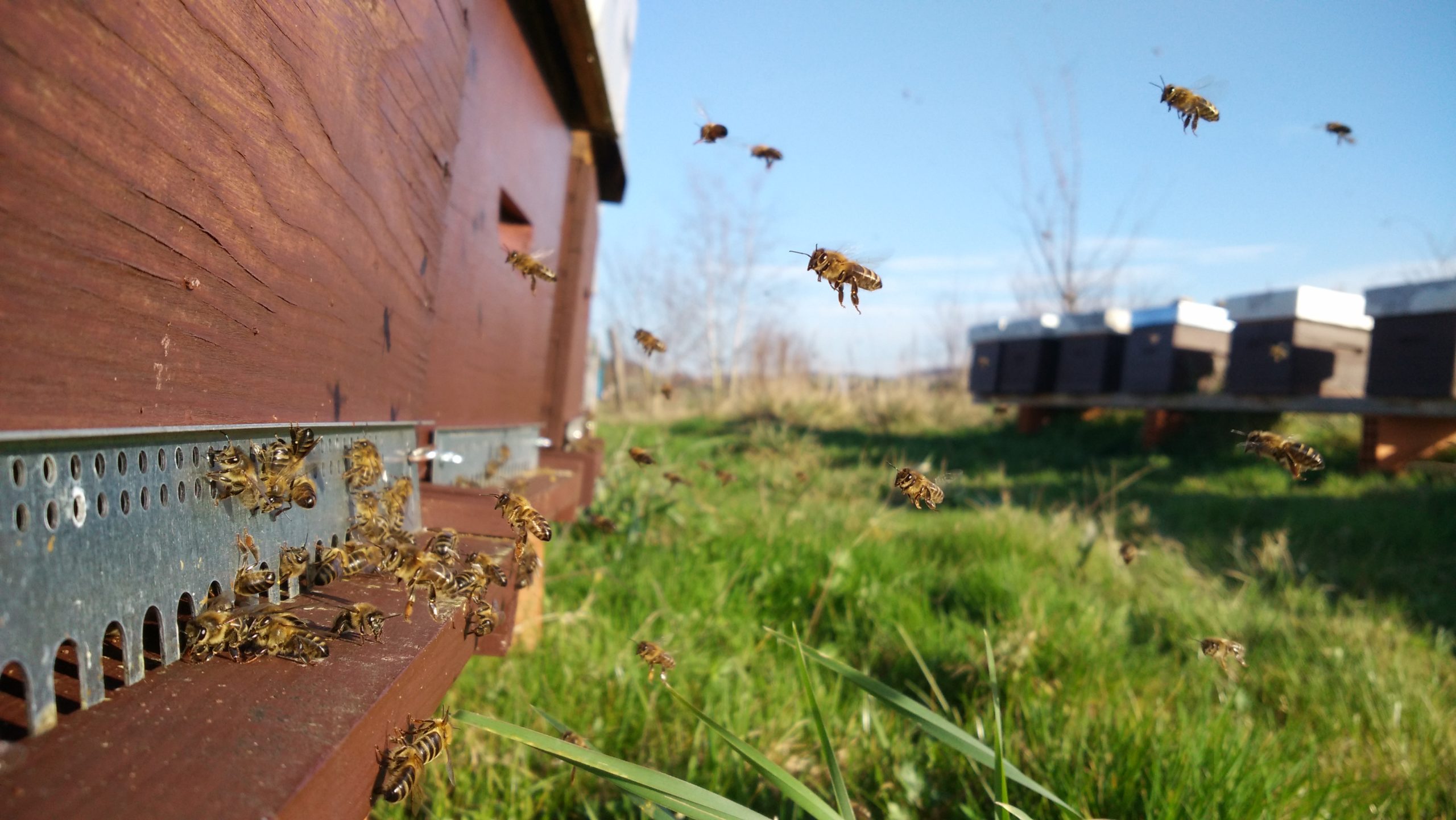 La démocratie des abeilles