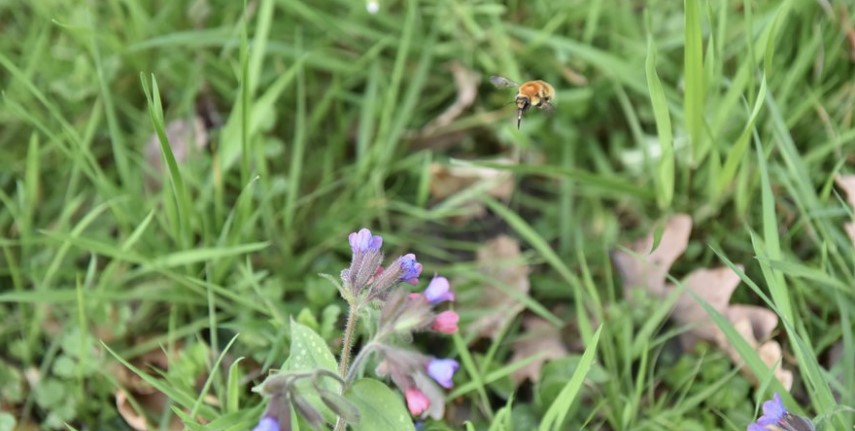 Défi Pollinisateurs, Villecomtal-sur-Arros