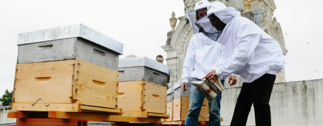 Des abeilles installées au coeur de la ville