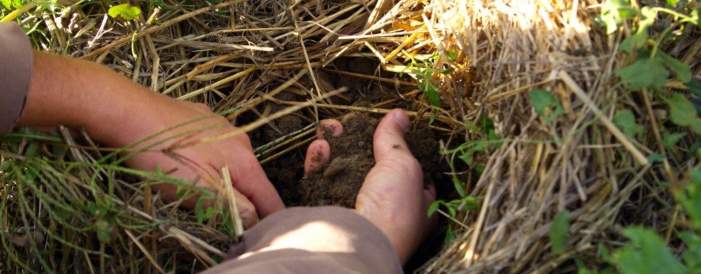 Gérer un espace vert sans pesticides, c’est possible !