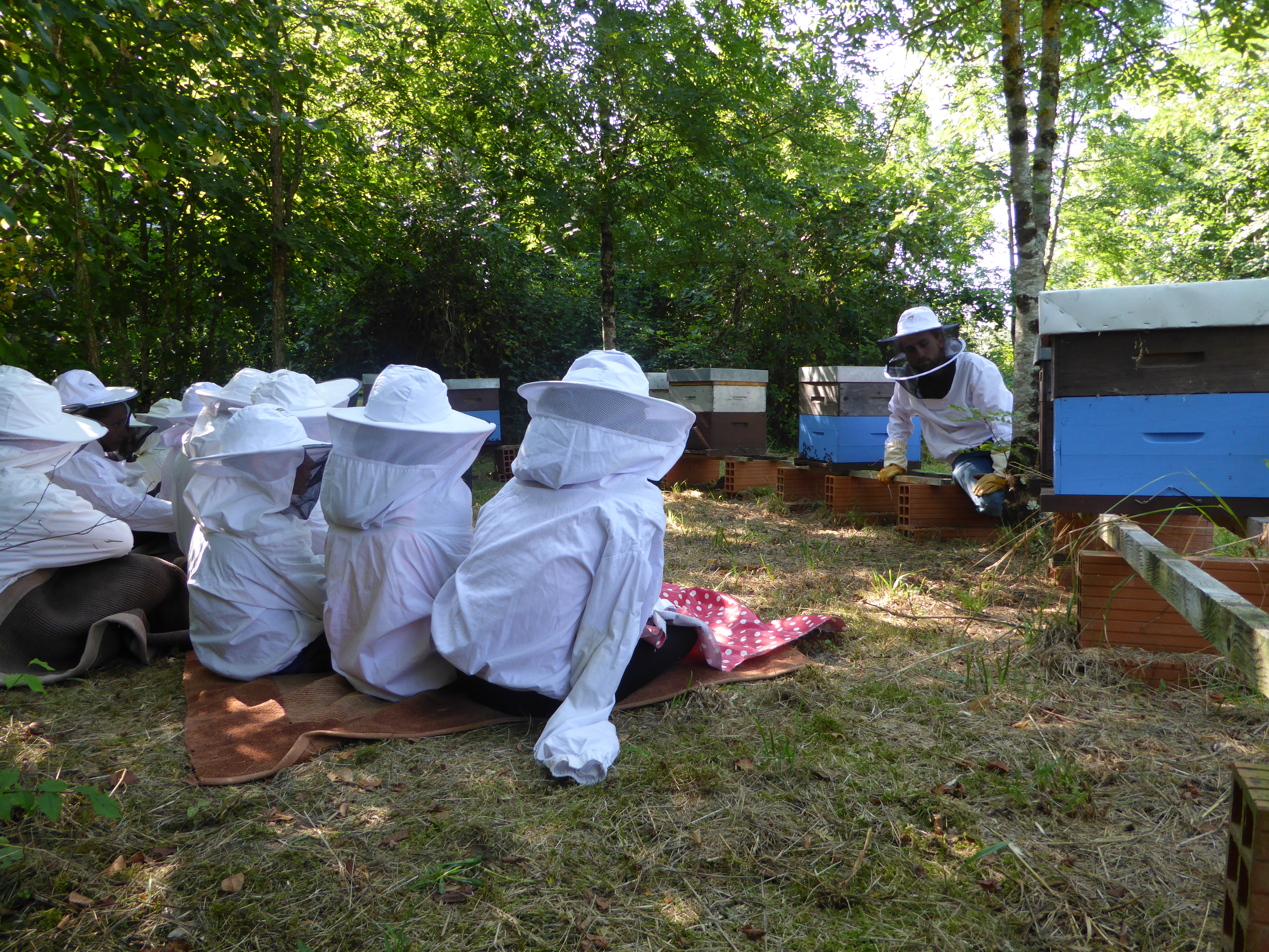 A la découverte de l’univers des abeilles