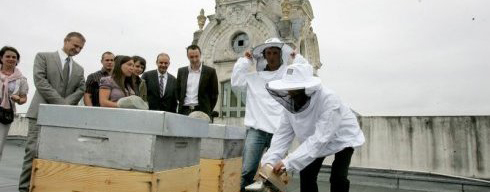 Pau:150 000 abeilles sur le toit du Palais Beaumont